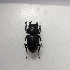 ラオス産グランディスオオクワガタ
