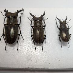 北海道産ミヤマクワガタ大中小