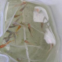 取引中　メダカ　雑種　25匹 (9/5投稿)