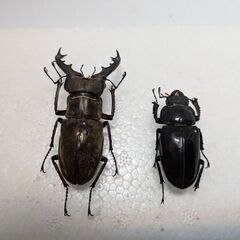 北海道産ミヤマクワガタ