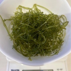 海ぶどう50g 水槽用