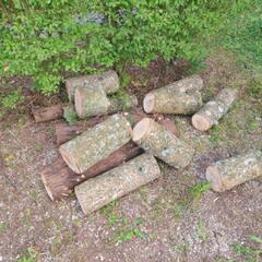 クヌギ　ナラの伐採木　薪にいかがでしょうかの画像