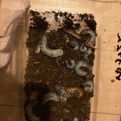 カブトムシの幼虫