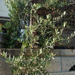 オリーブ ミッション　樹高　207〜280cm  鉢植え、庭木に