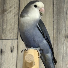 コザクラインコ   バイオレット