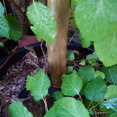 オリーブ ミッション　樹高　207〜280cm  鉢植え、庭木にの画像