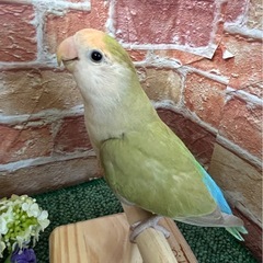コザクラインコ シナモングリーン - ペット