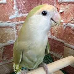 コザクラインコ シナモングリーン