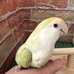 コザクラインコ シナモングリーン - 明石市