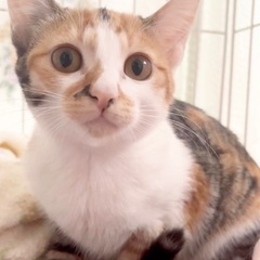 パステル三毛の子猫ちゃん.*