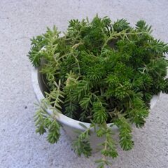 多肉植物・セダム パリダム