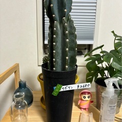 棘無し　
柱サボテン　鬼面角　