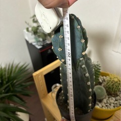 棘無し　
柱サボテン　鬼面角　の画像