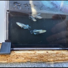 グランブルーメダカ幼魚⭐︎4匹①