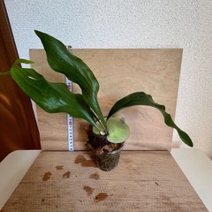 ビカクシダ　マセラティ　p.maseratiの画像