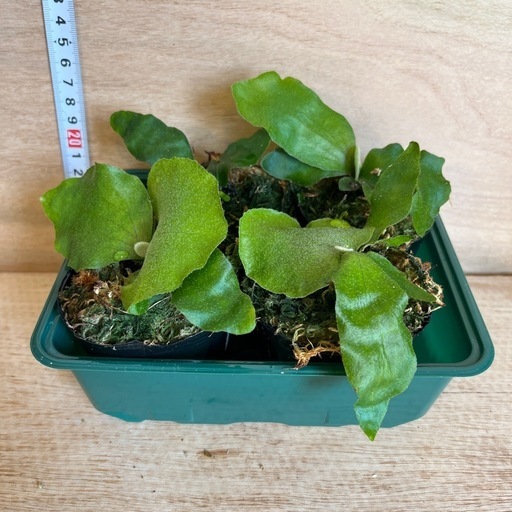 willinckii ASW01 spore ビカクシダ