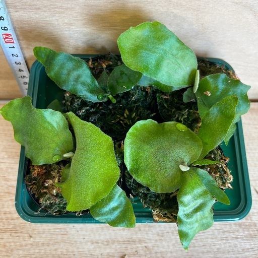 ビカクシダ willinckii ASW01 spore ビカクシダ (xyi) 中小田井のその他の