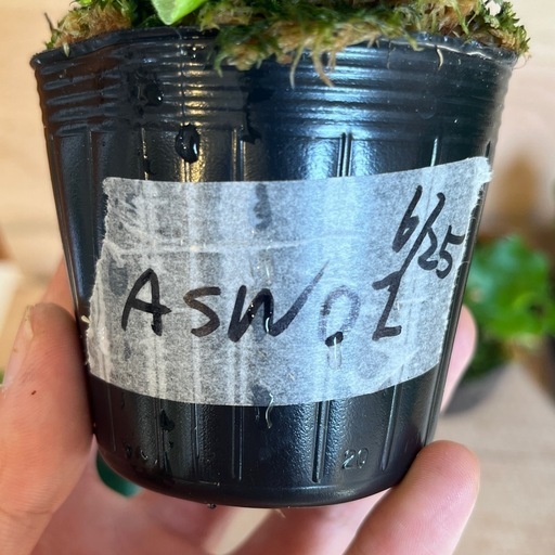 ビカクシダ willinckii ASW01 spore ビカクシダ (xyi) 中小田井のその他の