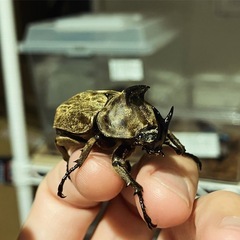 【珍種】サビイロカブト成虫ペア