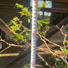 超貴重！ジャボチカバ6年目！の画像