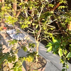 超貴重！ジャボチカバ6年目！の画像