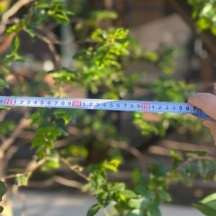 超貴重！ジャボチカバ6年目！の画像