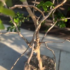 超貴重！ジャボチカバ6年目！の画像