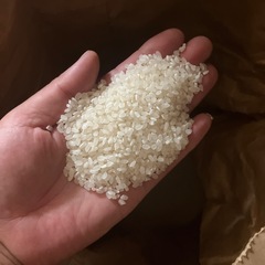 令和6年　新米コシヒカリ1キロ