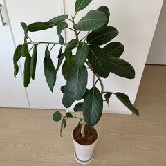 【お話中
】フィカス　アルテシーマ