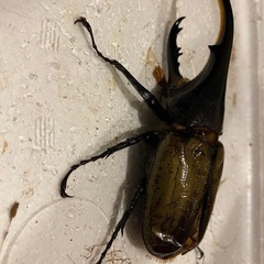 ヘラクレスオオカブト　117ミリ　ペアの画像