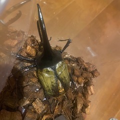 ヘラクレスオオカブト　117ミリ　ペアの画像