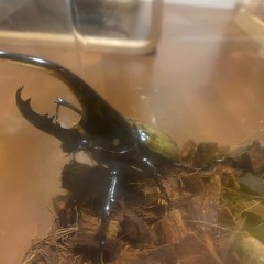 ヘラクレスオオカブト　117ミリ　ペアの画像