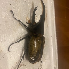 ヘラクレスオオカブト　117ミリ　ペアの画像