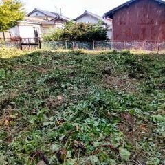 🍓 剪定 💈  🌳お庭✂️再生🙂          - 彦根市