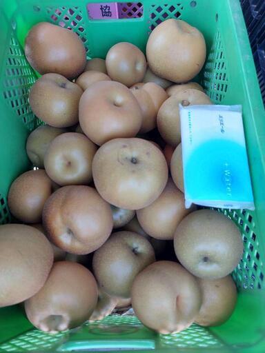 刈屋梨　4kg　プ