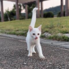真っ白い子猫ちゃんの里親様募集中　☆問い合わせ2件いただいています。