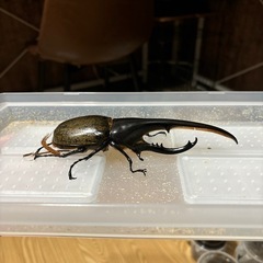 ヘラクレスヘラクレスメス単　164mmのオスとペアリング済みの画像