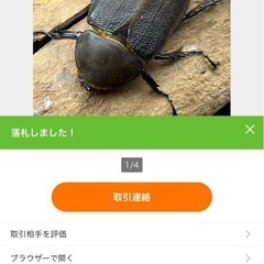 ヘラクレスヘラクレスメス単　164mmのオスとペアリング済みの画像