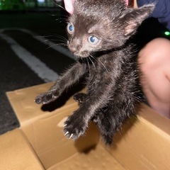 至急！子猫保護してくれませんか