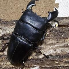 ♂単スマトラオオヒラタの画像