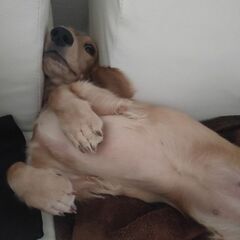 犬友達募集