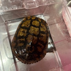 亀 クサガメ？