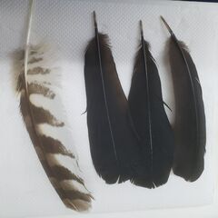 ヴンダーカンマーなインテリアがブーム　//　いろいろ　幸運の蛇皮ほかの画像