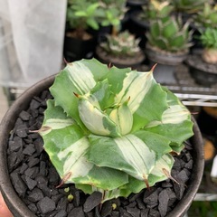 アガベ　王妃雷神錦