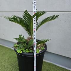 ソテツ