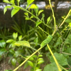 アゲハチョウ幼虫の画像