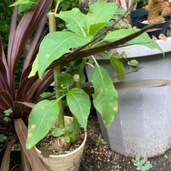 【受付終了】【20%オフ6/21】【レア】オンブー　観葉植物　塊根植物　多肉植物　ビザールプランツ　レアプランツ　ガーデニング　植物　グリーン　趣味　盆栽　葉　花　庭　草　多肉植物　の画像