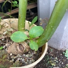 【レア】オンブー　観葉植物　塊根植物　多肉植物　ビザールプランツ...