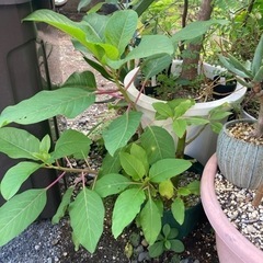 【抜き苗一株あたりの値段20%オフ済　11/19】【レア】オンブー　挿木　塊根植物の画像