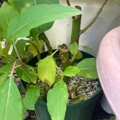 【抜き苗一株あたりの値段20%オフ済　11/19】【レア】オンブ...